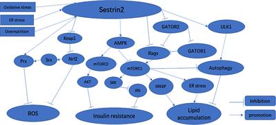 Sestrin2 as a Potential Target for Regulating Metabolic-Related Diseases